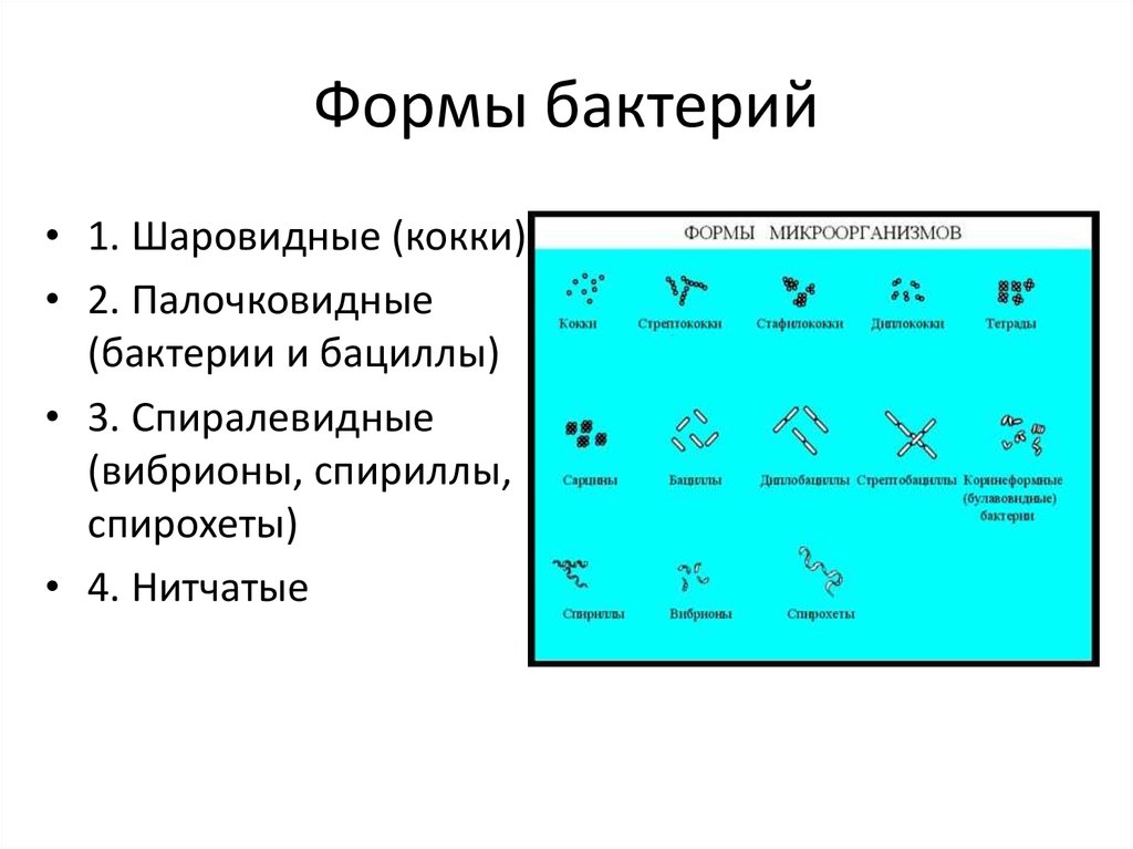 Три группы бактерий