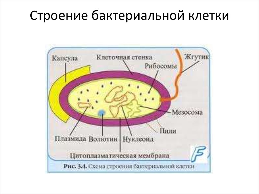 Структура бактериальной. Строение клетки бактерий микробиология. Строение бактериальной клетки макет. Строение микробной клетки микробиология. Структура бактериальной клетки микробиология таблица.