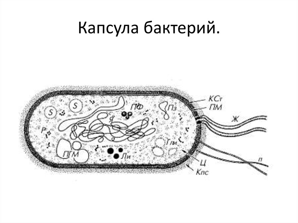 Слизистый слой бактерий. Структура бактериальной клетки капсула. Слизистая капсула бактериальной клетки. Прокариотическая клетка бактерии рисунок. Состав капсулы бактериальной клетки.