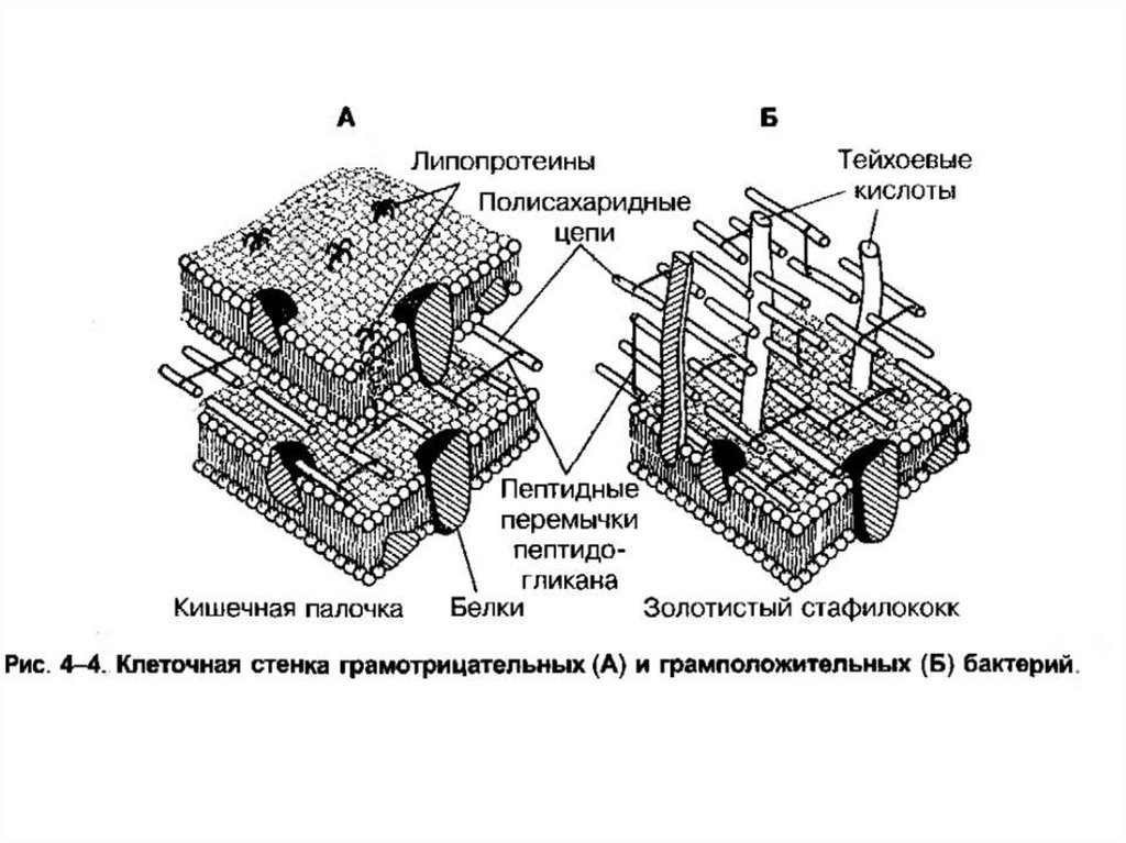 Схема строения клеточной стенки грамположительных и грамотрицательных бактерий