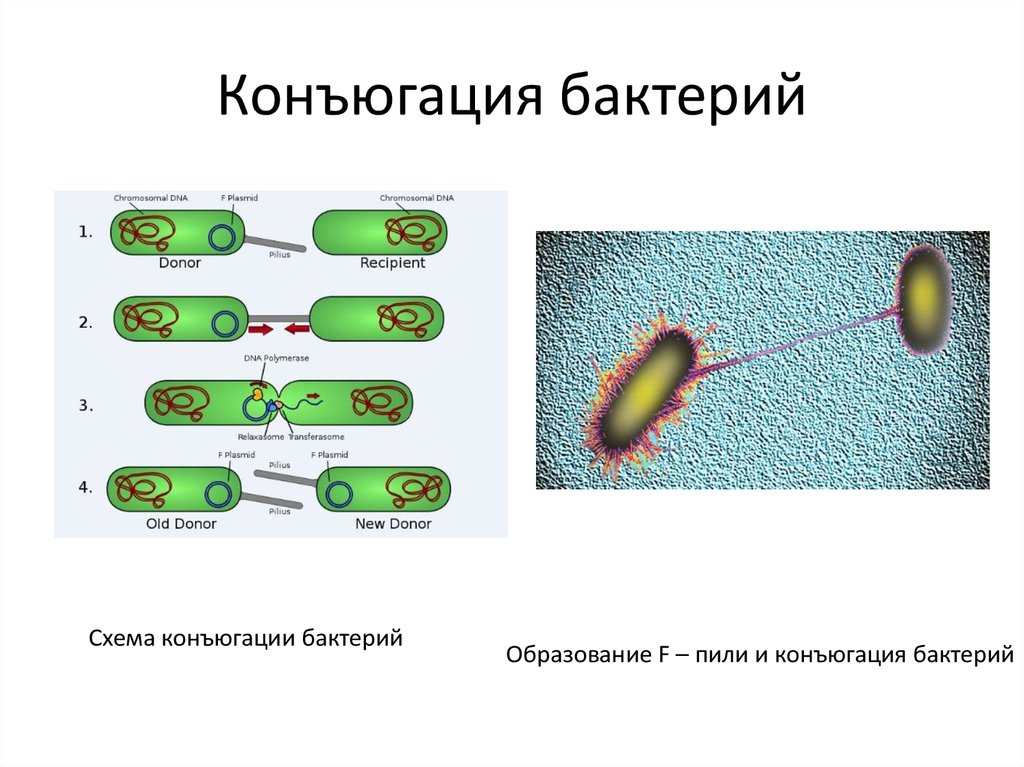 Конъюгация у бактерий схема