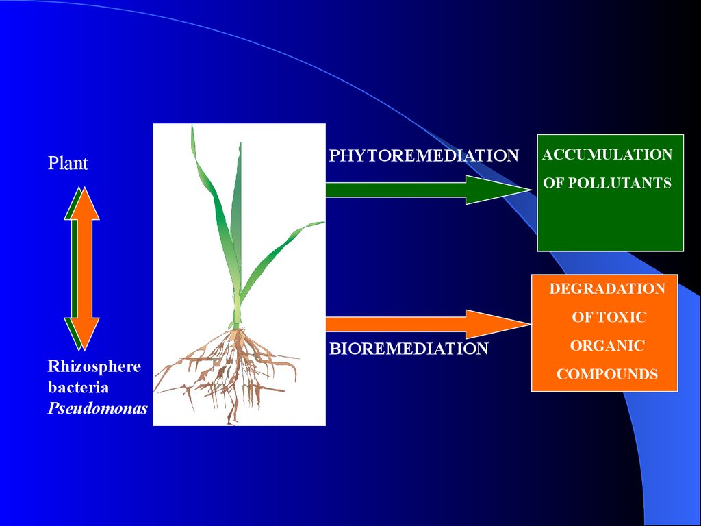 Биоремедиация почв загрязненных презентация