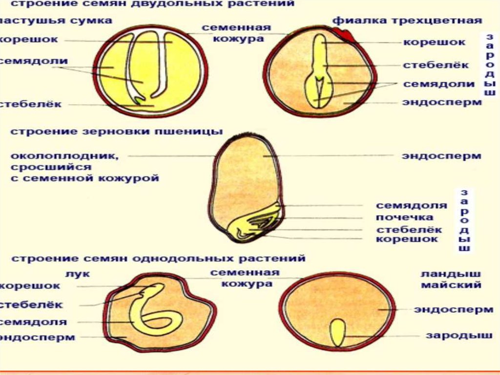 Строение семян фото