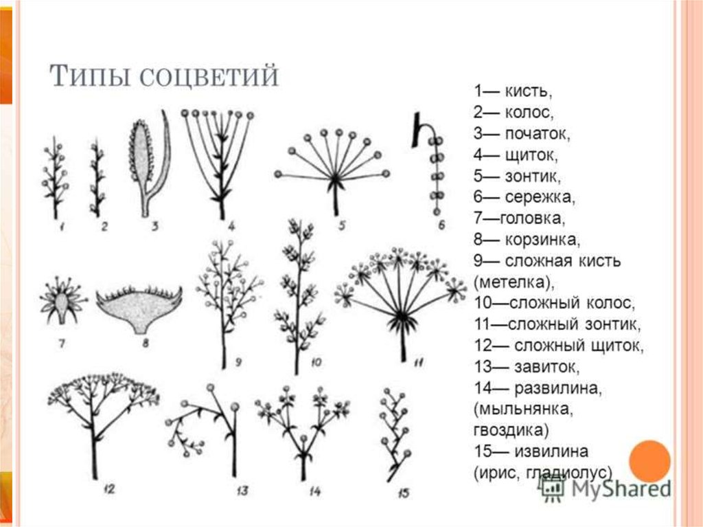 Зонтик початок. Типы соцветий у покрытосеменных растений. Щиток кисть сложный зонтик початок. Соцветия сложный зонтик кисть головка. Соцветия растений таблица.