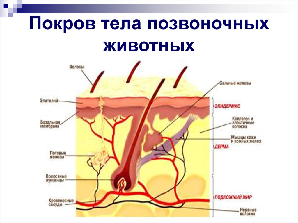 Покровы тела человека презентация 8 класс - 86 фото