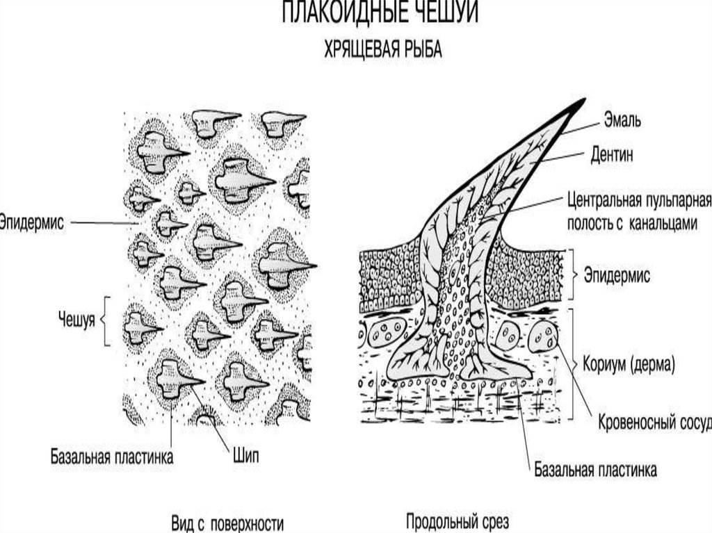 Зубы являются видоизменением чешуи. Строение чешуи хрящевых рыб. Строение плакоидной чешуи. Строение плакоидной чешуи хрящевых рыб. Строение плакоидной чешуи акулы.