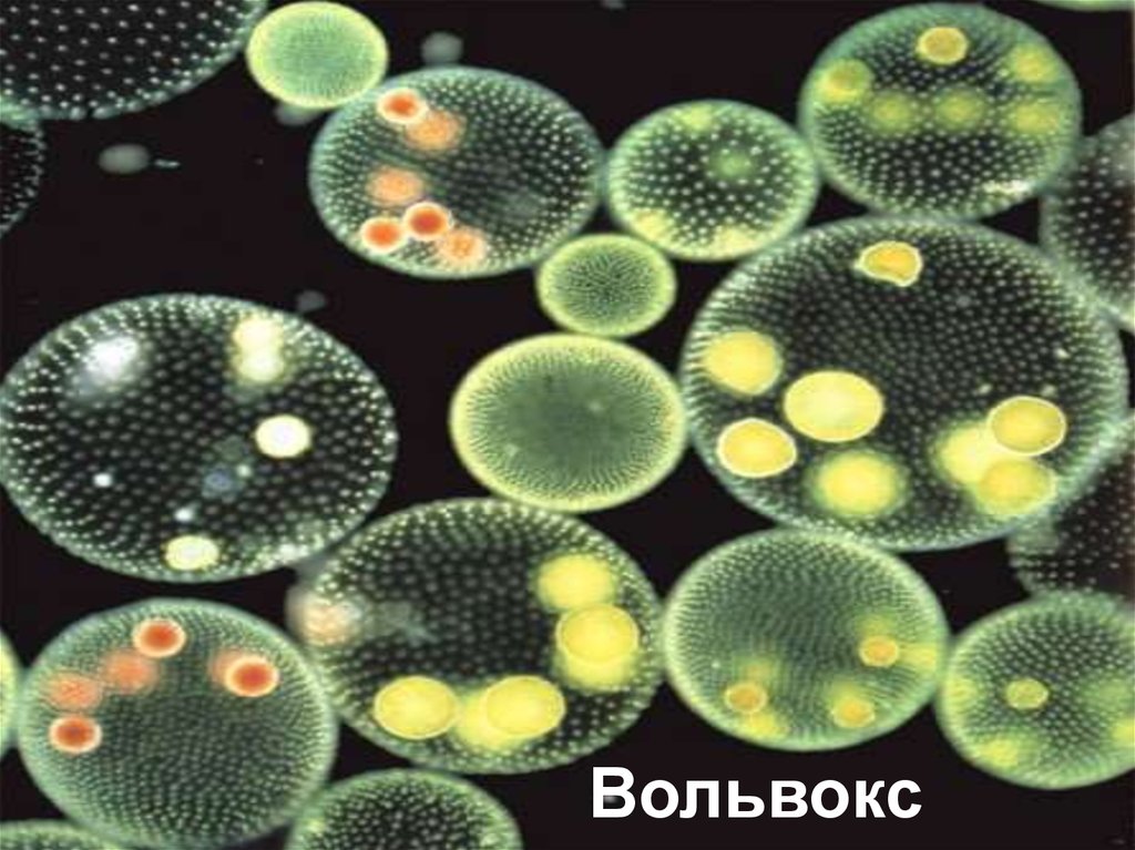 Самый простой одноклеточный организм. Колониальные водоросли вольвокс. Вольвокс колониальный организм. Инфузория вольвокс. Колония вольвокса под микроскопом.