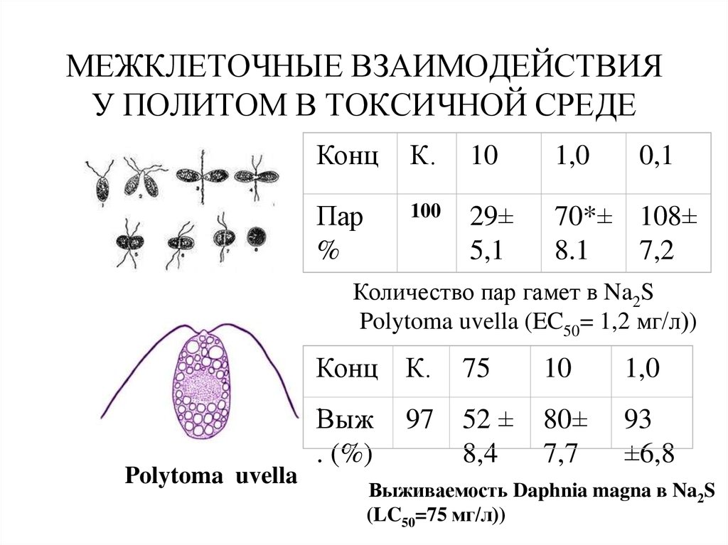 МЕЖКЛЕТОЧНЫЕ ВЗАИМОДЕЙСТВИЯ У ПОЛИТОМ В ТОКСИЧНОЙ СРЕДЕ
