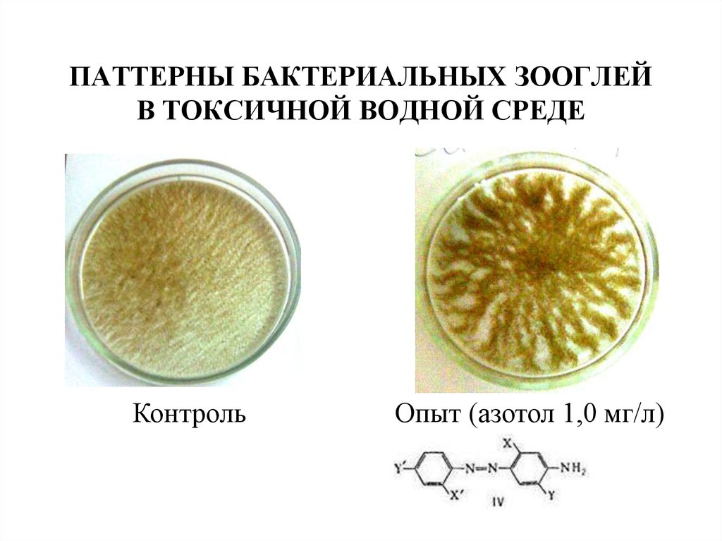 Опыт контроль опыт контроль опыт. Бактериальные зооглеи. Виды зооглей. Зооглея чайный гриб под микроскопом. Зооглея это в психологии.