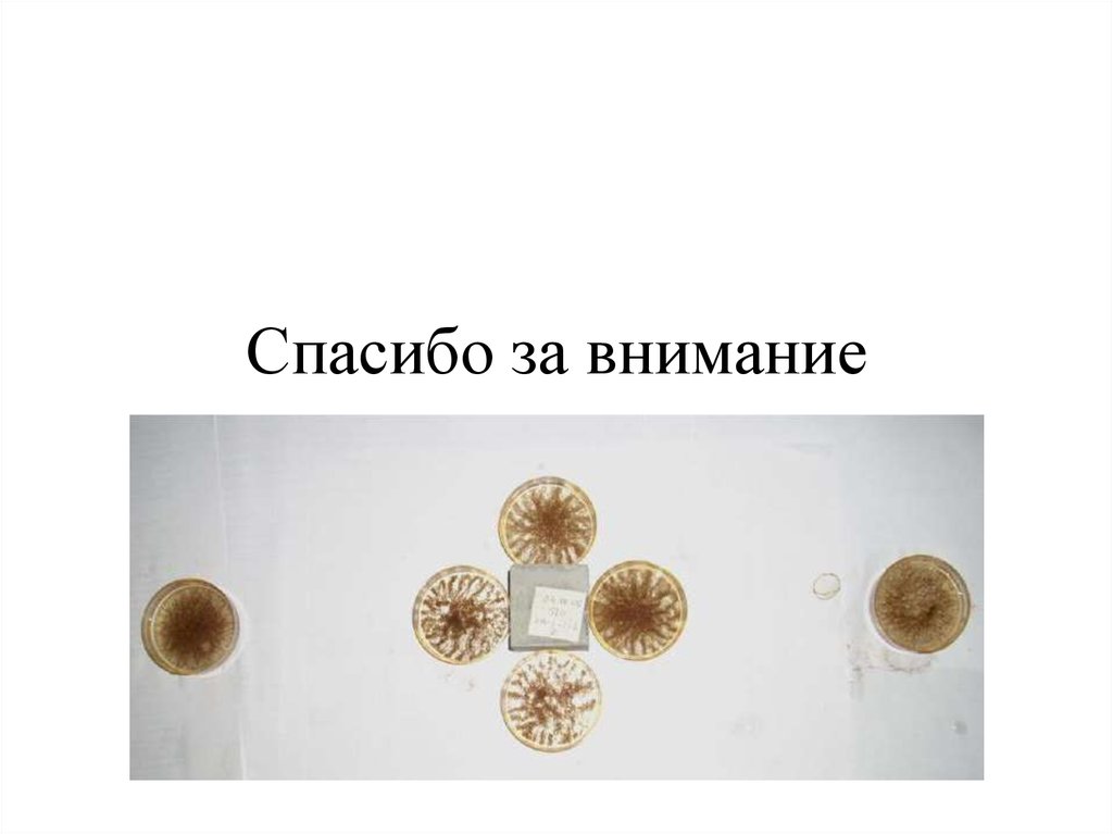 Спасибо за внимание