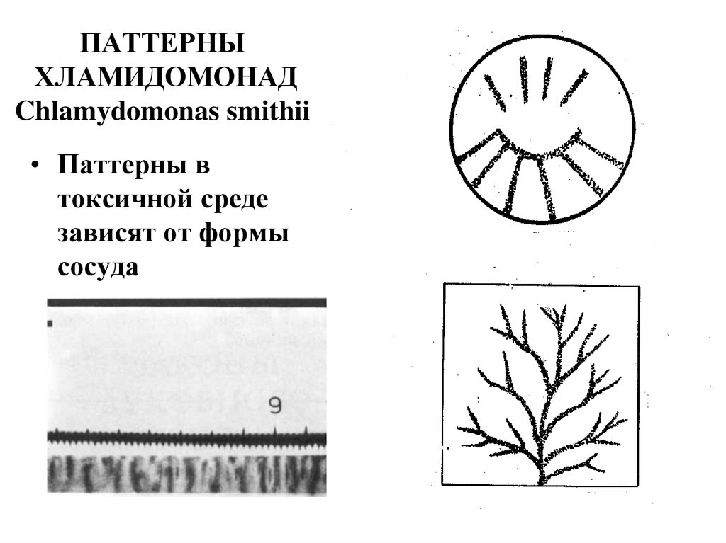 ПАТТЕРНЫ ХЛАМИДОМОНАД Chlamydomonas smithii