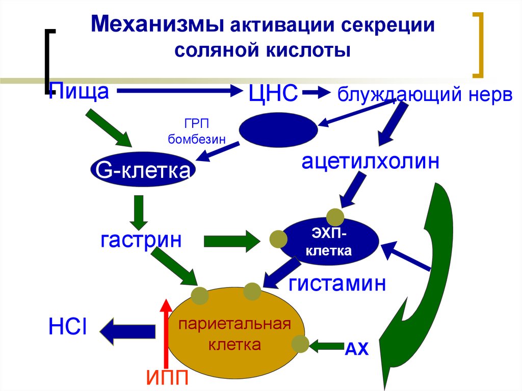 Стимулируют секрецию соляной кислоты