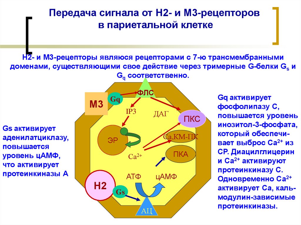 В 3 рецепторы. Трансмембранная передача сигнала. М3 рецепторы механизм. М3 рецепторы препараты. Рецепторы париетальных клеток желудка.