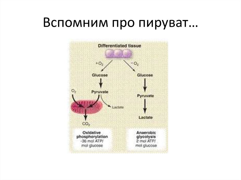 Вспомним про пируват…