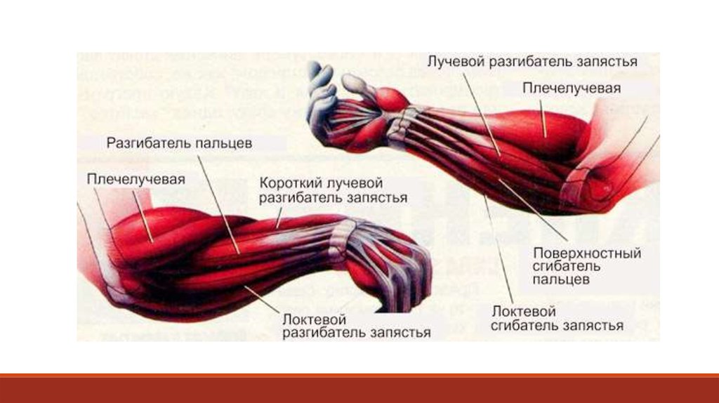 Эспандер какие группы мышц. Локтевой разгибатель запястья. Мышцы предплечья и кисти. Мышцы разгибатели предплечья. Мышцы предплечья локтевой сгибатель запястья.