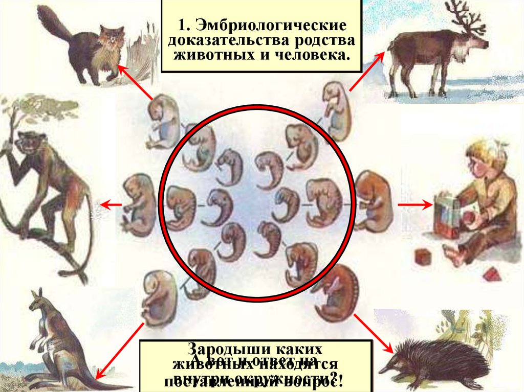 Доказательства животных. Доказательства родства человека и животных. Эмбриологические доказательства родства человека и животных. Эмбриологические доказательства эволюционного родства животных. Эмбриологические доказательства происхождения человека.