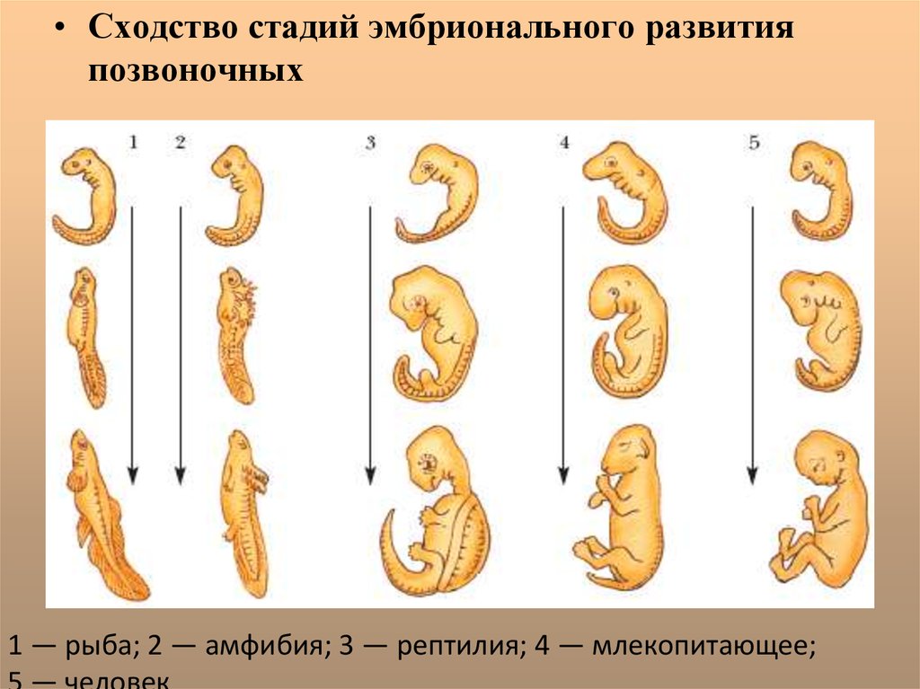 Первая стадия зародышевого развития в результате которой. 3 Этапа эмбрионального развития. Фазы эмбрионального развития человека. Сходство стадий эмбрионального развития позвоночных. Этапы эмбрионального развития позвоночных.