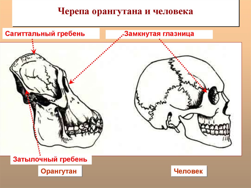 Череп обезьяны и человека. Костные гребни черепа у человека. Костные гребни в черепе обезьяны. Сагиттальный гребень черепа. Теменной гребень.