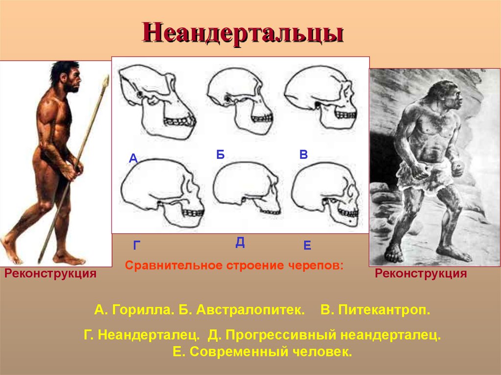 Особенности строения неандертальца. Неандерталец. Питекантроп неандерталец. Анатомия неандертальцев. Строение неандертальца.