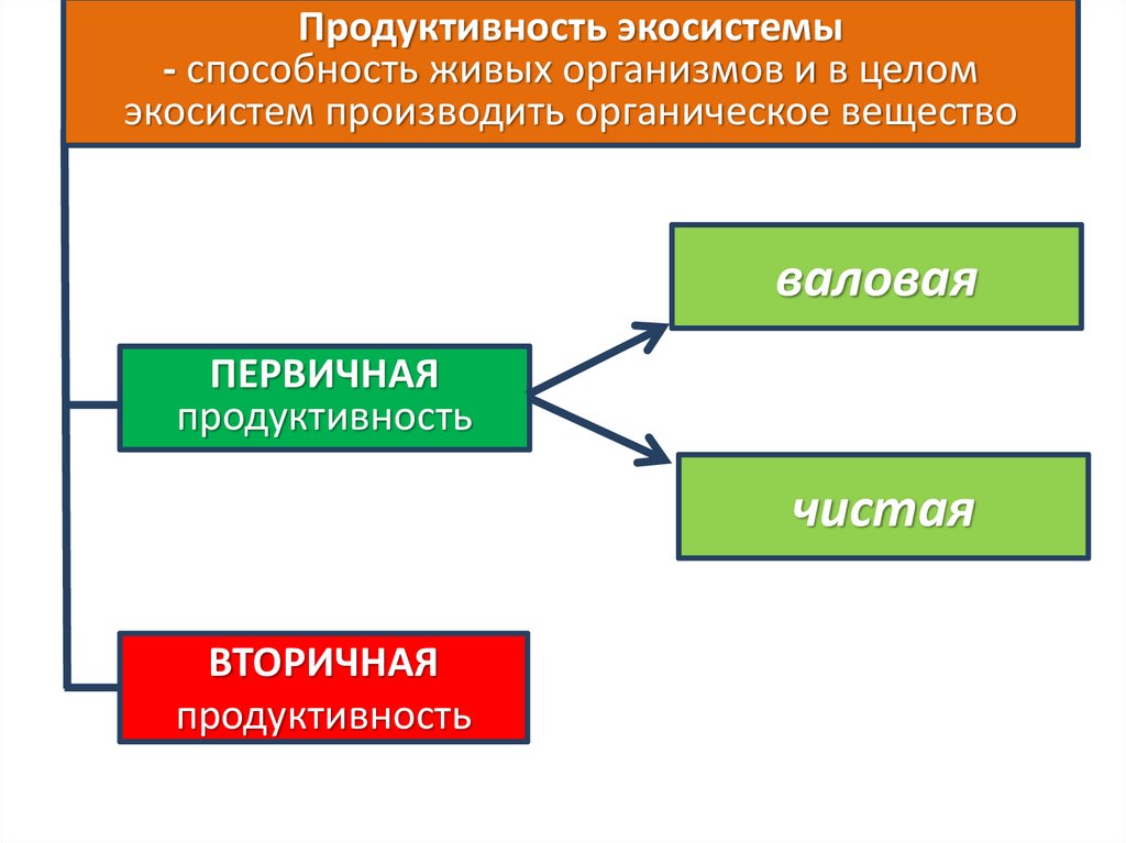 Виды биологической продуктивности. Продуктивность экосистем первичная Валовая продукция. Первичная и вторичная продукция экосистем. Продуктивность экологических систем. Биологическая продукция экосистем.