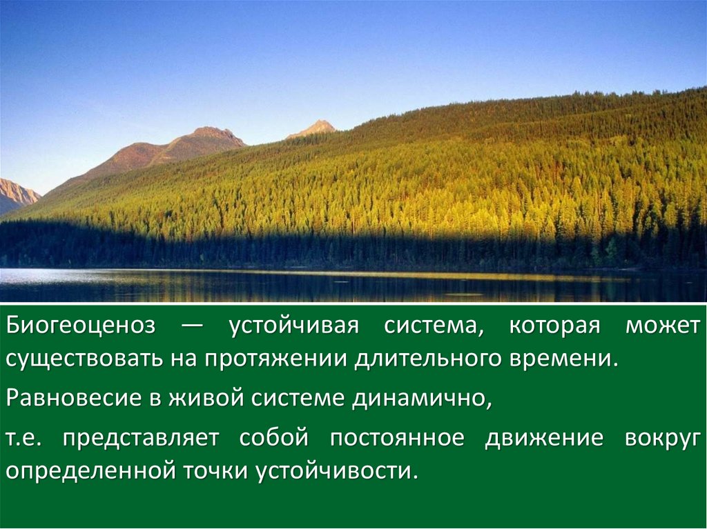 На протяжение долгого периода. Продуктивность экосистем. Устойчивая система. Продуктивность синоним.