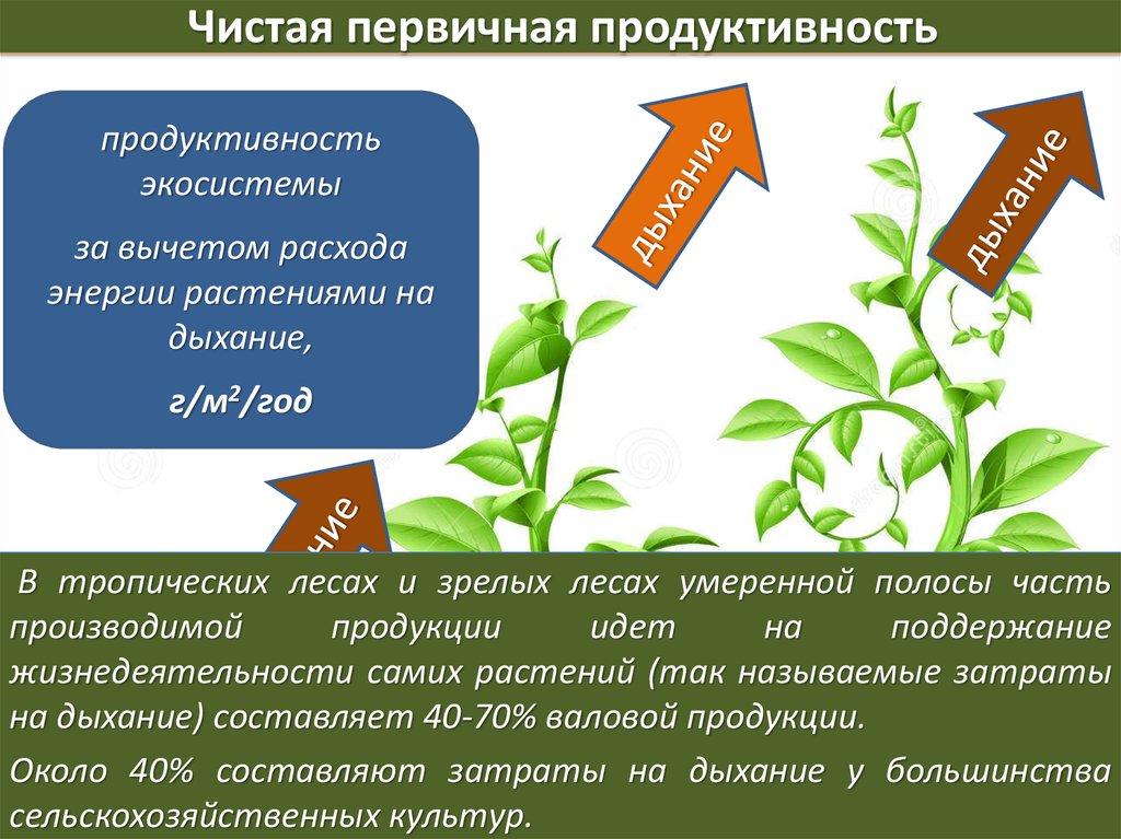 Первичная биология. Биологическая продуктивность экосистем. Первичная продуктивность экосистемы. Первичная продукция. Чистая первичная продуктивность.