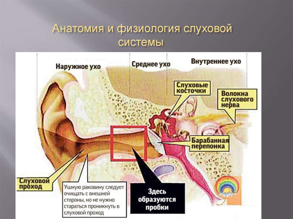 Слуховой анализатор физиология презентация