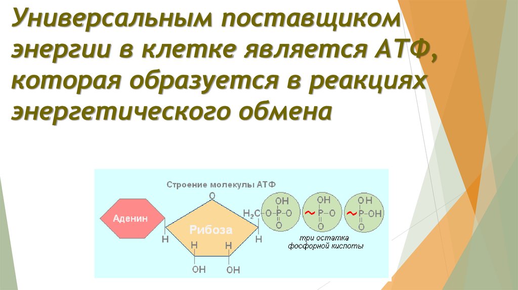 Клеточное дыхание молекулы атф