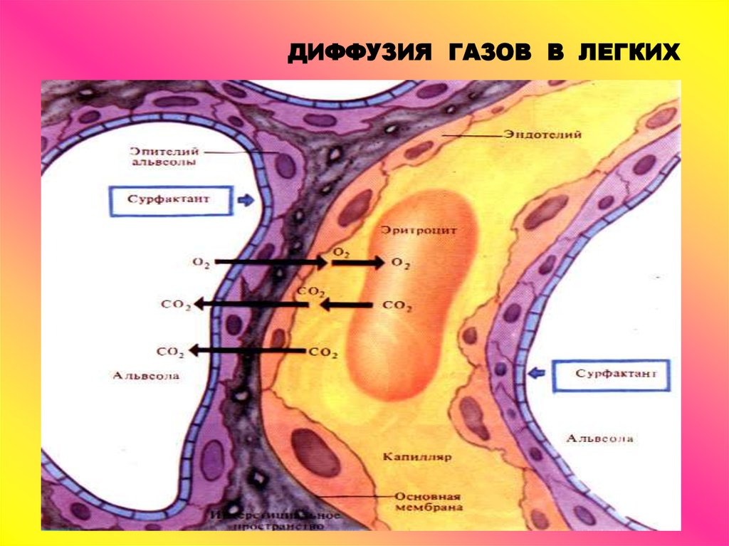 Диффузия тканей. Схема диффузии газов через мембрану альвеолы. Диффузия газов в лёгких это. Диффузия газов в альвеолах. Схема диффузии газов в легких.