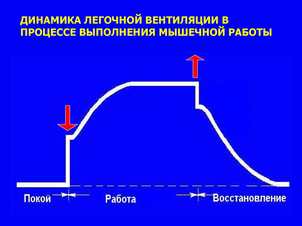 Изменение легочной вентиляции при выполнении мышечной работы. Легочная вентиляция. Увеличение легочной вентиляции. Легочная вентиляция при мышечной работе.