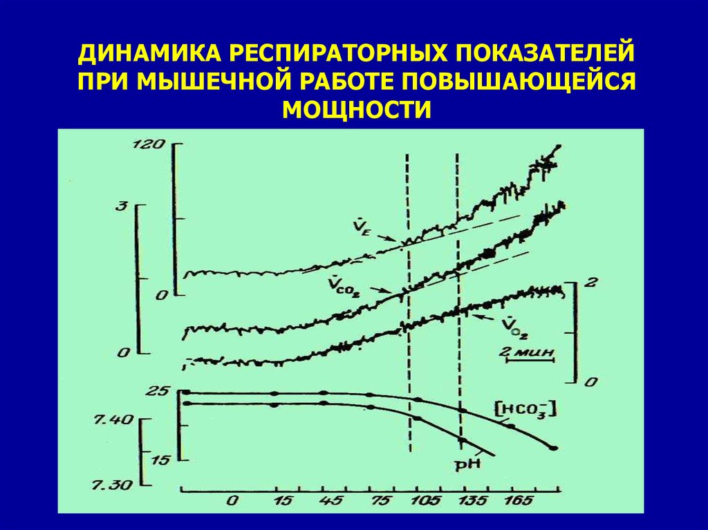 Дыхательные показатели. Динамические показатели дыхательной системы. Респираторные показатели. При интенсивной мышечной работе возрастает:. Респираторная динамика.