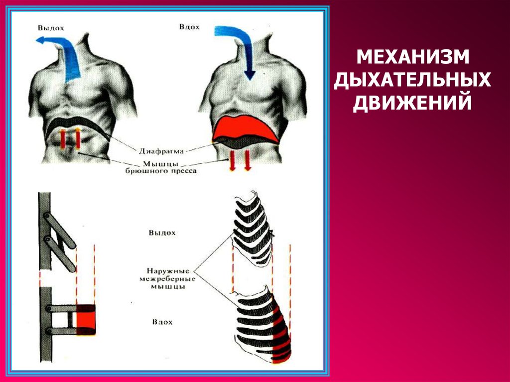 Заполните словесную схему механизма дыхания