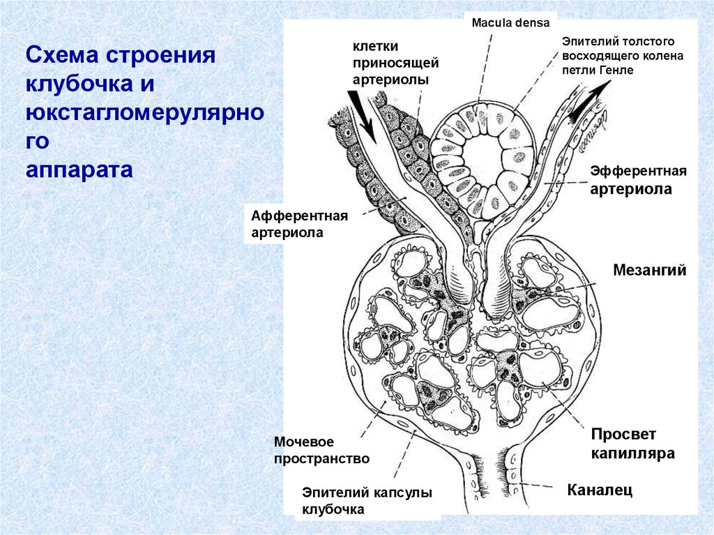 Схема строения k