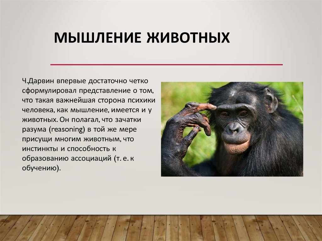 Деятельность человекообразных обезьян. Мышление животных. Мышление животных и человека. У животных есть мышление. Какое мышление у животных.