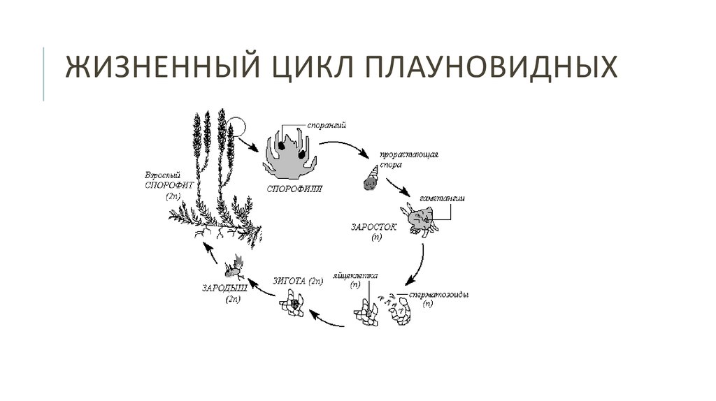 Хромосомный набор споры плауна. Жизненный цикл плаунов схема. Жизненный цикл плауновидных схема. Цикл развития плаунов схема. Жизненный цикл плауна булавовидного схема.