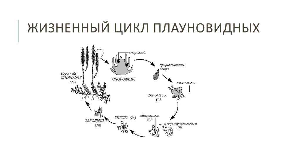 Жизненный цикл плауна схема