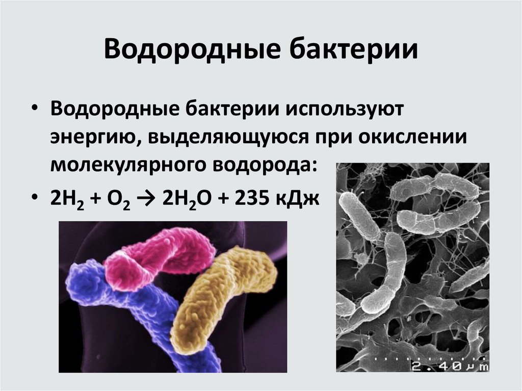 Какие химические вещества образуют тело бактерий. Водородные бактерии хемосинтетики. Водородобактерии хемосинтез. Водородные бактерии хемотрофы. Хемосинтезирующие микроорганизмы.