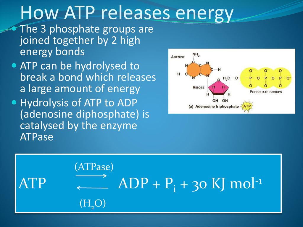 How ATP releases energy