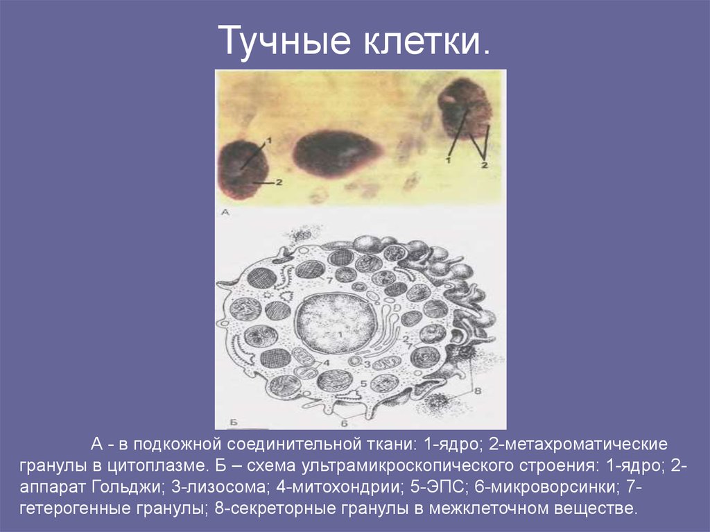 Ткань ядра клетки. Тучные клетки гистология функции. Тучные клетки структура и функции. Тучные клетки строение. Тучные клетки соединительной ткани.