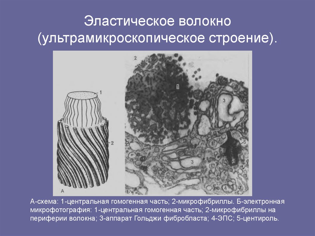 Образованное волокнами. Ультрамикроскопическое строение коллагенового волокна. Образование эластических волокон гистология. Эластические волокна строение. Эластические волокнаcnhjtybt.