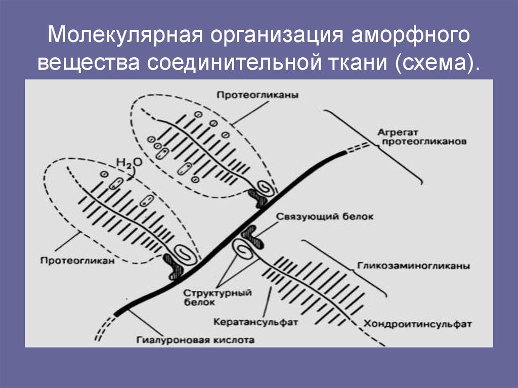 Синтез протеогликанов схема