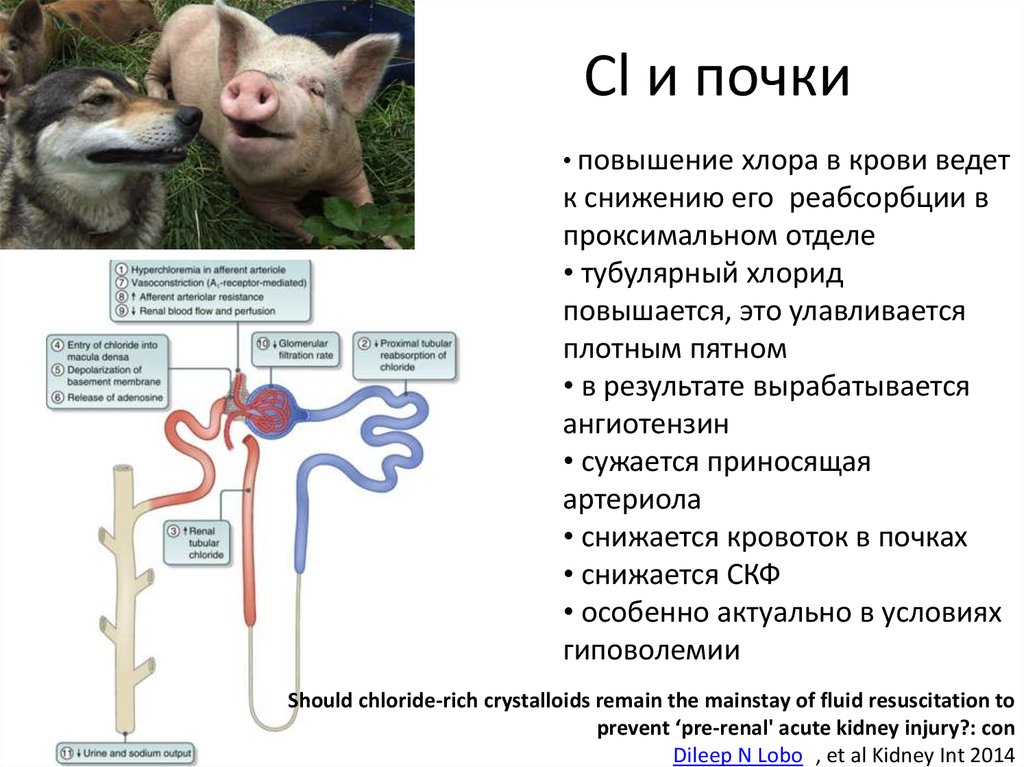 Повышенный хлор. Хлор в почках. Хлор повышен.