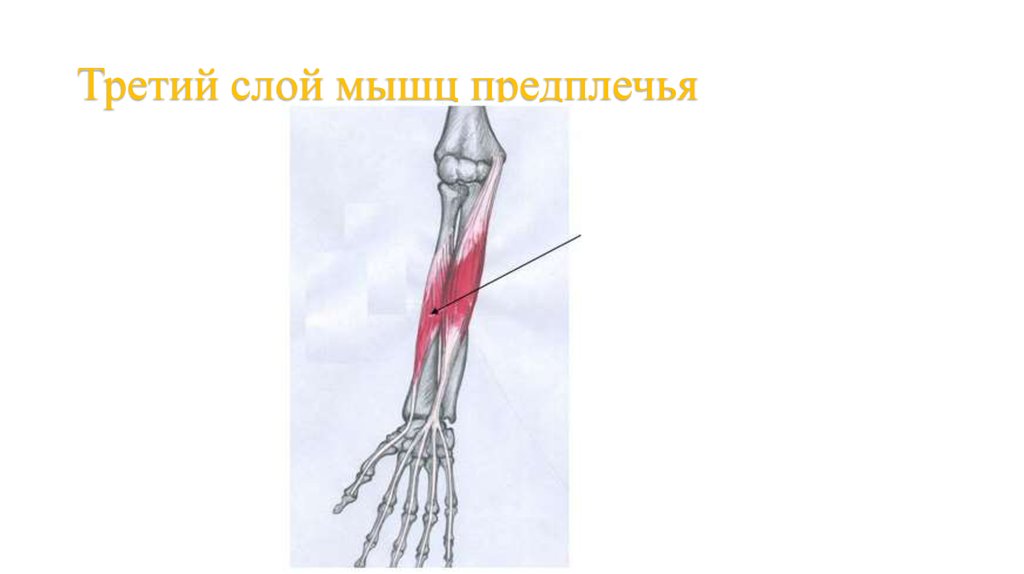 Третье предплечье. Слои мышц предплечья 4 слоя. Мышцы предплечья послойно. 3 Слой мышц предплечья. Глубокий слой мышц предплечья.