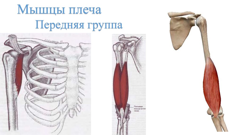 Мышцы плеча Передняя группа