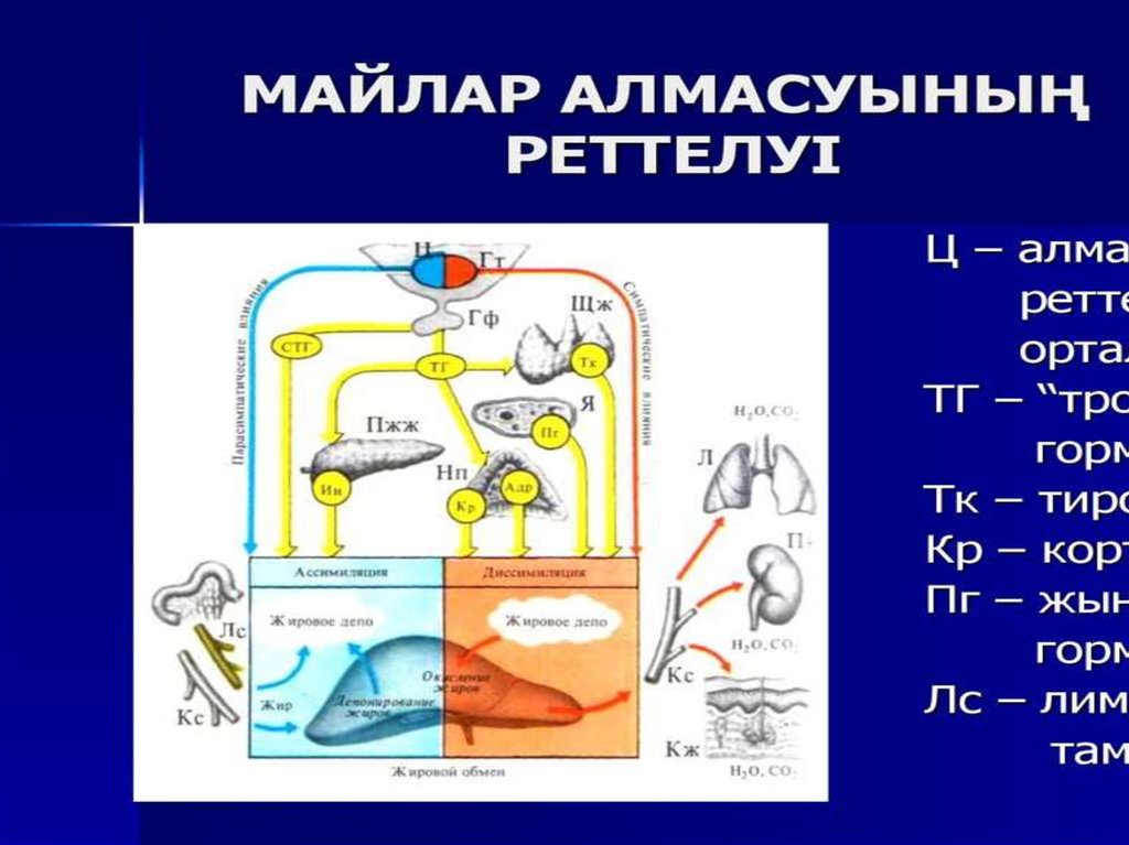 Зат алмасу презентация