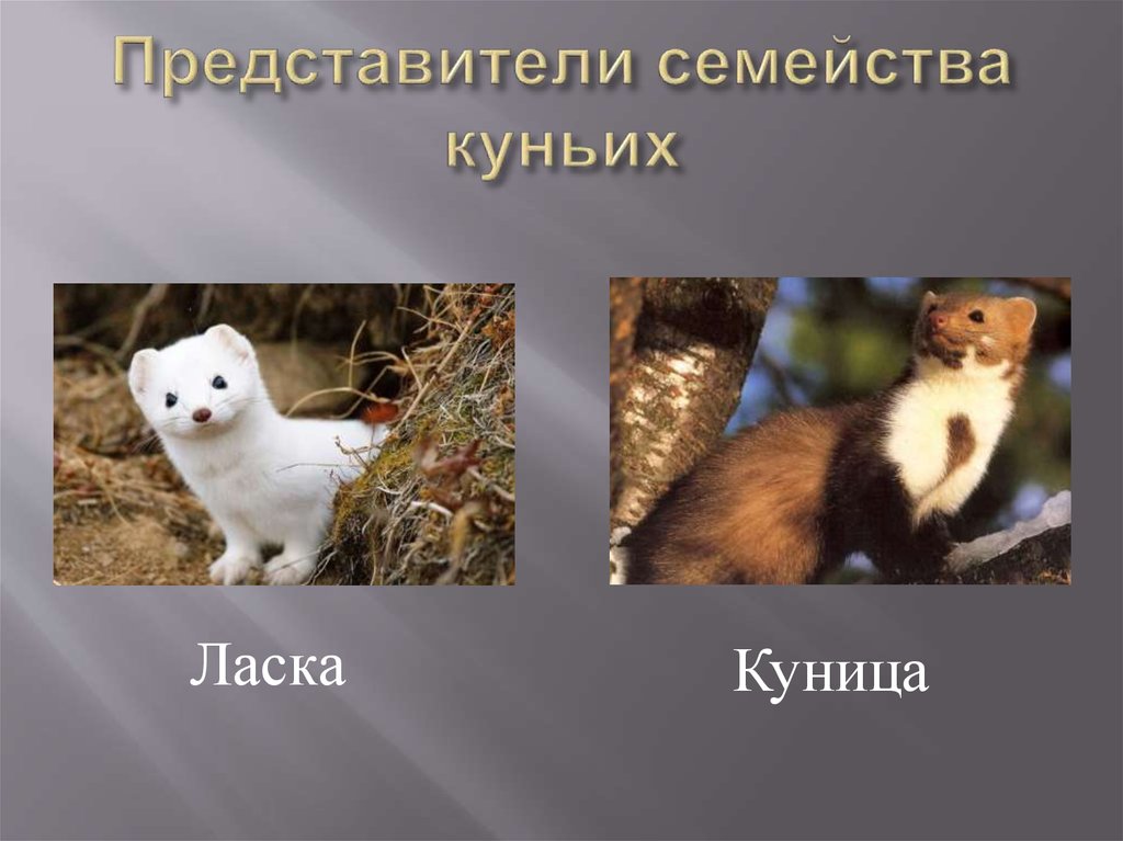 Ласка куница ласка разница