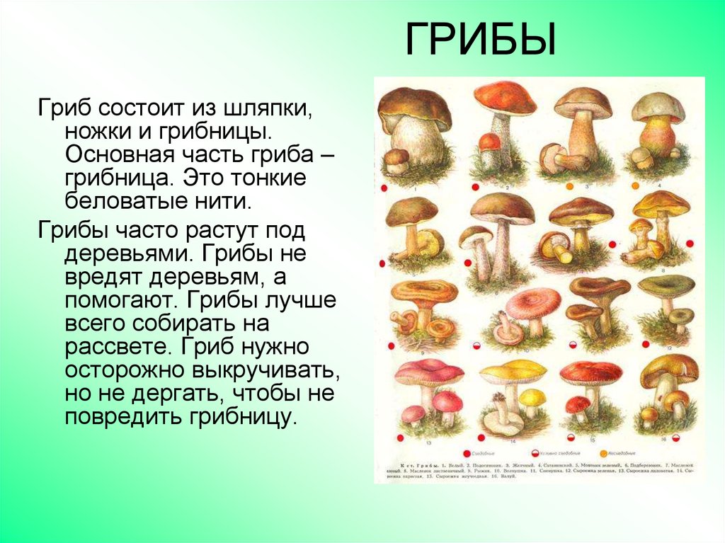 Сколько классов грибов. Из чего состоит гриб. Памятка грибов. Памятка о грибах. Грибы это особое царство природы.