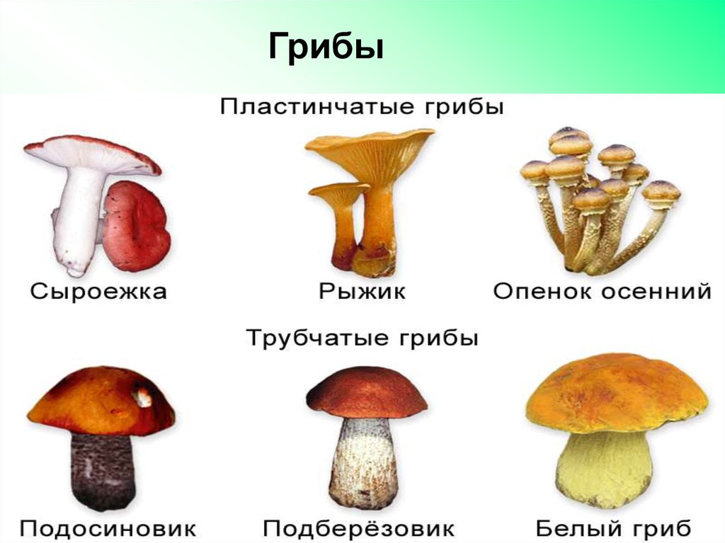 Шампиньон трубчатый или пластинчатый гриб. Пластинчатые грибы и трубчатые грибы. Подосиновик трубчатый или пластинчатый. Подберёзовик трубчатый или пластинчатый гриб. Подосиновик трубчатый или пластинчатый гриб.