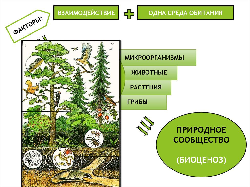 Растительное сообщество леса 7 класс биология