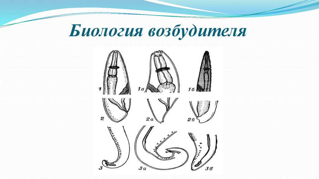 Телязиоз крс презентация